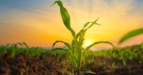 corn-at-sunrise.jpg